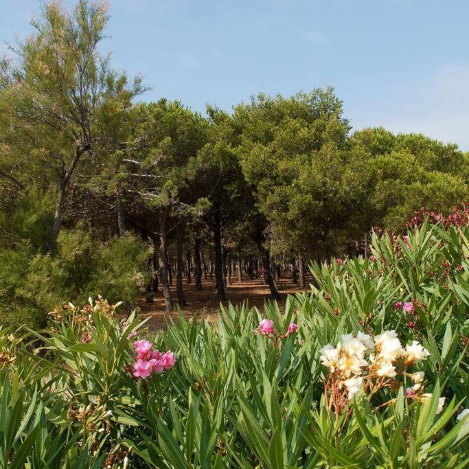 T2 Vue Mer Palm Beach Le Barcarès Exteriér fotografie